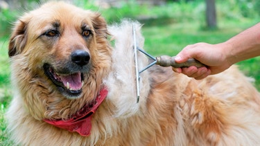 Hund | Bild: mauritius images / Alamy / Tatyana Chekrygina