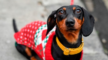 Hund | Bild: mauritius images / Alamy / Stephen Chung