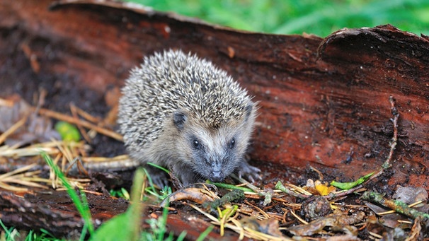 Ein junger Igel sitzt auf einer Baumrinde auf einer Wiese. | Bild: mauritius images / Reiner Bernhardt