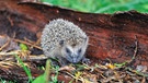 Ein junger Igel sitzt auf einer Baumrinde auf einer Wiese. | Bild: mauritius images / Reiner Bernhardt