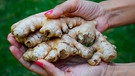 Eine Frau hält Ingwerknollen in den Händen. | Bild: mauritius images / Uma / Alamy / Alamy Stock Photos