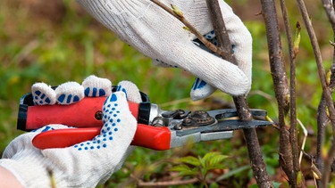 Johannisbeeren | Bild: mauritius images / Pavel Rodimov / Alamy / Alamy Stock Photos