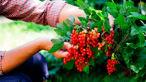 Ein Gärtner erntet rote Johannisbeeren von einem üppig tragenden Johannisbeerstrauch | Bild: mauritius images / Viktar Savanevch / Alamy / Alamy Stock Photos