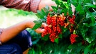 Ein Gärtner erntet rote Johannisbeeren von einem üppig tragenden Johannisbeerstrauch | Bild: mauritius images / Viktar Savanevch / Alamy / Alamy Stock Photos