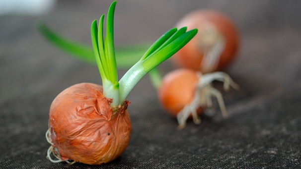 Triebe und grüne Stellen an Kartoffeln, Knoblauch und Zwiebeln | Bild: mauritius images / Nkeskin / Alamy / Alamy Stock Photos