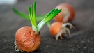 Triebe und grüne Stellen an Kartoffeln, Knoblauch und Zwiebeln | Bild: mauritius images / Nkeskin / Alamy / Alamy Stock Photos