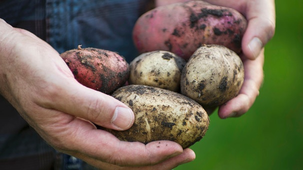 Zwei erdige Kartoffelsorten liegen in Männerhänden | Bild: mauritius images / foodcollection