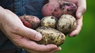 Zwei erdige Kartoffelsorten liegen in Männerhänden | Bild: mauritius images / foodcollection