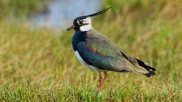 Kiebitz | Bild: mauritius images / nature picture library / Melvin Grey