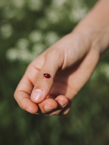 Auf einer Hand sitzt ein Marienkäfer | Bild: mauritius images / EyeEm / Cathleen Zornow