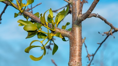 Misteln | Bild: mauritius images / Tom Meaker / Alamy / Alamy Stock Photos