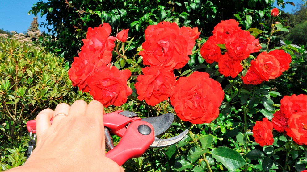 Rosen Schneiden: Was Tun, Damit Meine Rosen Lange Und Stark Blühen ...