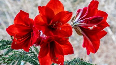 Rote Amaryllis | Bild: mauritius images / Telemakro Fotografie