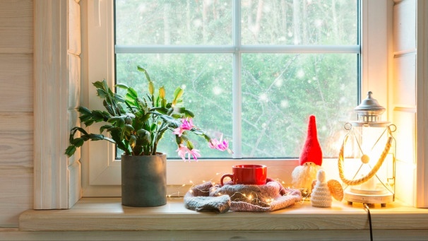 Auf einem Fensterbrett steht ein pink blühender Weihnachtskaktus, neben einer roten Tasse und einer leuchtenden Laterne | Bild: mauritius images / Olga Ionina / Alamy / Alamy Stock Photos