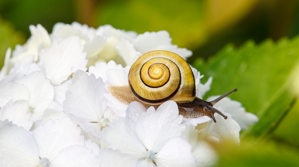 Schnecken Bekampfen So Schutzen Sie Ihren Garten Vor Schnecken