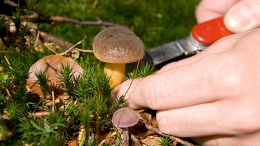 Hand schneidet im Wald ein Schwammerl ab | Bild: mauritius images / Totalpics / imageBROKER