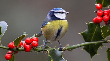 Eine kleine Blaumeise sitzt auf dem Zweig einer Stechpalme mit roten Beeren. | Bild: mauritius images / Gerard Lacz