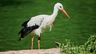 Ein Storch am See in Bayern  | Bild: mauritius images / David & Micha Sheldon / imageBROKER