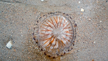 Eine Kompassqualle aus der Familie der Feuerquallen liegt auf einem Sandstrand | Bild: mauritius images / Arterra Picture Library / Alamy / Alamy Stock Photos