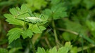 Eine Südliche Eichenschrecke, ein Weibchen, erkennbar am Legestachel, sitzt auf einem Blatt | Bild: mauritius images / Carola Vahldiek / imageBROKER