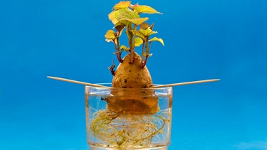 Eine Süßkartoffel mit Zahnstochern gestützt auf einem Glas mit Wasser. Nach oben stehen Triebe und im Wasser sind Wurzeln zu sehen. | Bild: mauritius images / Christopher miles / Alamy / Alamy Stock Photos