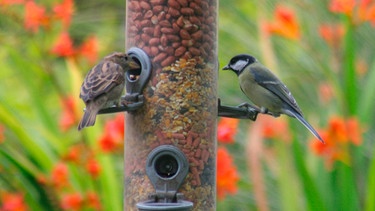 Vögel am Futtersilo | Bild: mauritius images / Stephen Hovington / Alamy / Alamy Stock Photos