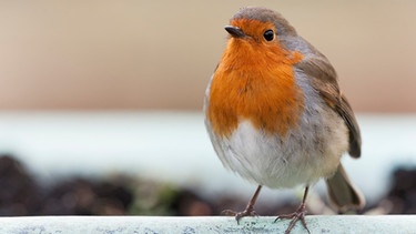 Das Rotkehlchen ist Vogel des Jahres 2021 | Bild: mauritius images / EyeEm / Edward Hasting-Evans