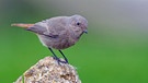 Der Hausrotschwanz ist der Vogel des Jahres 2025 | Bild: mauritius images / McPHOTO / Rolf Müller