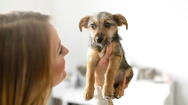 Frau hält Hundewelpen in den Händen. | Bild: mauritius images / Lars Zahner