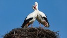 Storchenpaar steht nebeneinander in ihrem Nest | Bild: mauritius images / Justus de Cuveland / imageBROKER