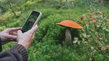 Mann macht ein Bild von einem Pilz im Wald, einer Rotkappe, ein Bild mit dem Handy | Bild: mauritius images / Westend61 / Konstantin Trubavin