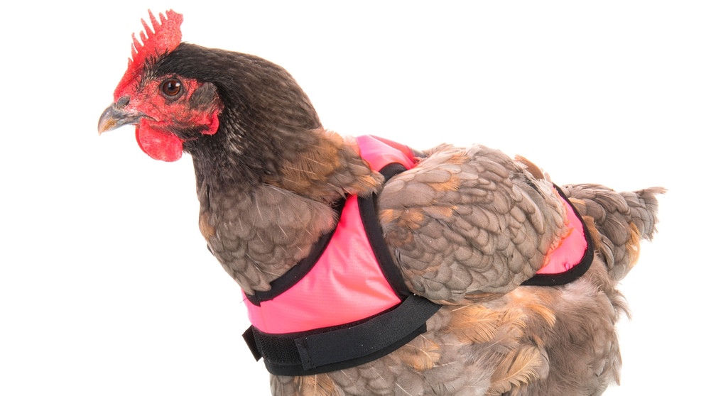 Warnwesten für Hühner: Ein Scherz? Mode oder Notwendigkeit? »