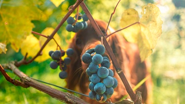 Irish Setter frisst Weintrauben von einer Weinrebe | Bild: mauritius-images