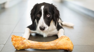 Hund mit Knochen | Bild: mauritius Bilder / Caia Image