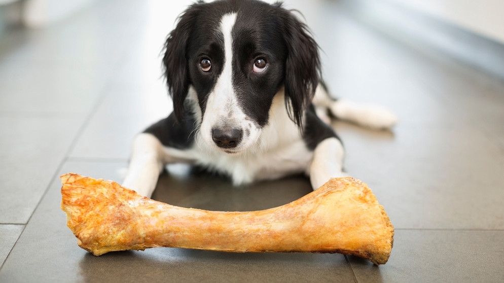 Was Hunde fressen : Diese Lebensmittel sind giftig für Hunde | 1 | Radio | BR.de