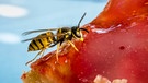 Eine Wespe sitzt auf einem Stück Kuchen | Bild: mauritius images / P. Widmann