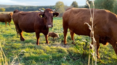 Wildschwein-Frischling mischt sich unter die Kuhherde. | Bild: Familie Stapel