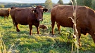 Wildschwein-Frischling mischt sich unter die Kuhherde. | Bild: Familie Stapel