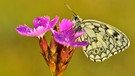 Diese Pflanzen mögen Schmetterlinge. | Bild: picture-alliance/dpa