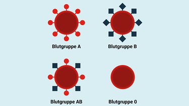 Grafische Darstellung der Blutgruppen (https://www.bzga.de) | Bild: Bundeszentrale für gesundheitliche Aufklärung - Kampagne „Blut spenden. Einfach machen“