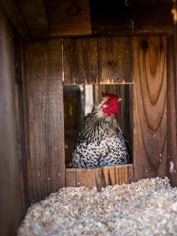 馬小屋の鶏|  画像：モーリシャス-画像