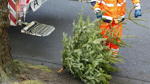 Christbaum wird von Müllabfuhr entsorgt. | Bild: mauritius images / Werner Otto