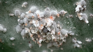  Cochenilleschildlaus | Bild: mauritius images / Heinz Erich Zappel / Alamy / Alamy Stock Photos