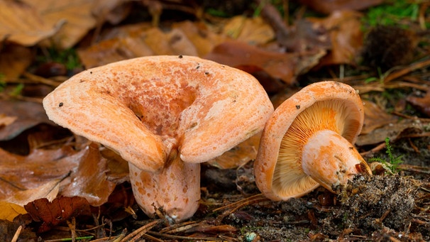 Pilz | Bild: mauritius images / Frank Hecker / Alamy / Alamy Stock Photos