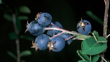 Beeren der Felsenbirne | Bild: mauritius images / B. Borrell Casals/FLPA / imageBROKER