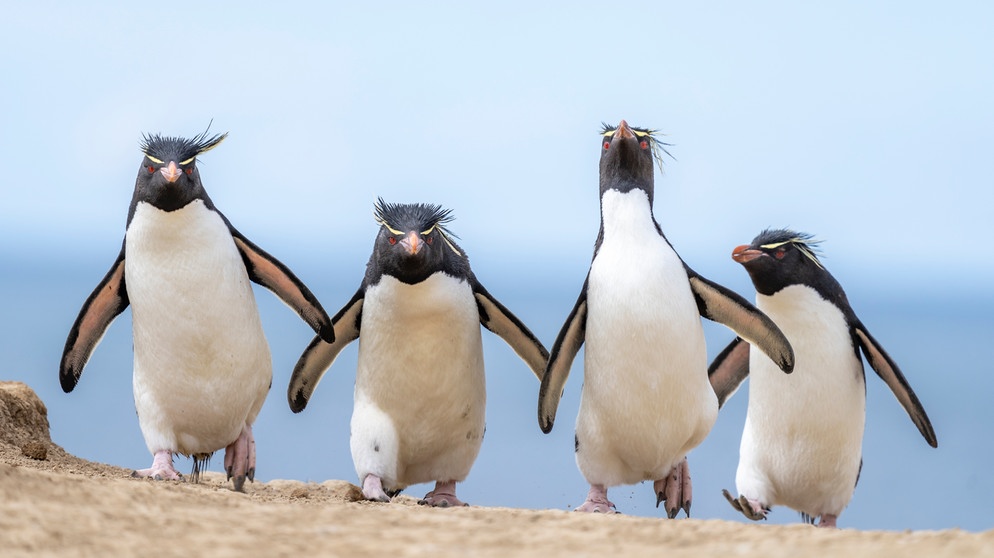 "The Penguins" - das muss eine dieser Rockbands aus den Nuller Jahren sein...  | Bild: Ralph Robinson / Nikon Comedy Wildlife