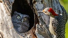 Klopf, klopf, wer ist denn da? "Na, jedenfalls nicht meine Eulenmama!" | Bild: Randy Herman/Nikon Comedy Wildlife