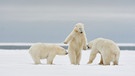 Ein vermittelnder Eisbär ist ein guter Eisbär! | Bild: Philippe Ricordel/Nikon Comedy Wildlife