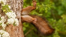 Ein Malheur in horizontaler Lage | Bild: Milko Marchetti/Nikon Comedy Wildlife