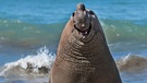 Dieser See-Elefant hat wirklich ein unwiderstehliches Lächeln.  | Bild: Gabriel Rojo/Nikon Comedy Wildlife